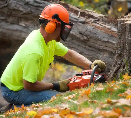 tree services Golden